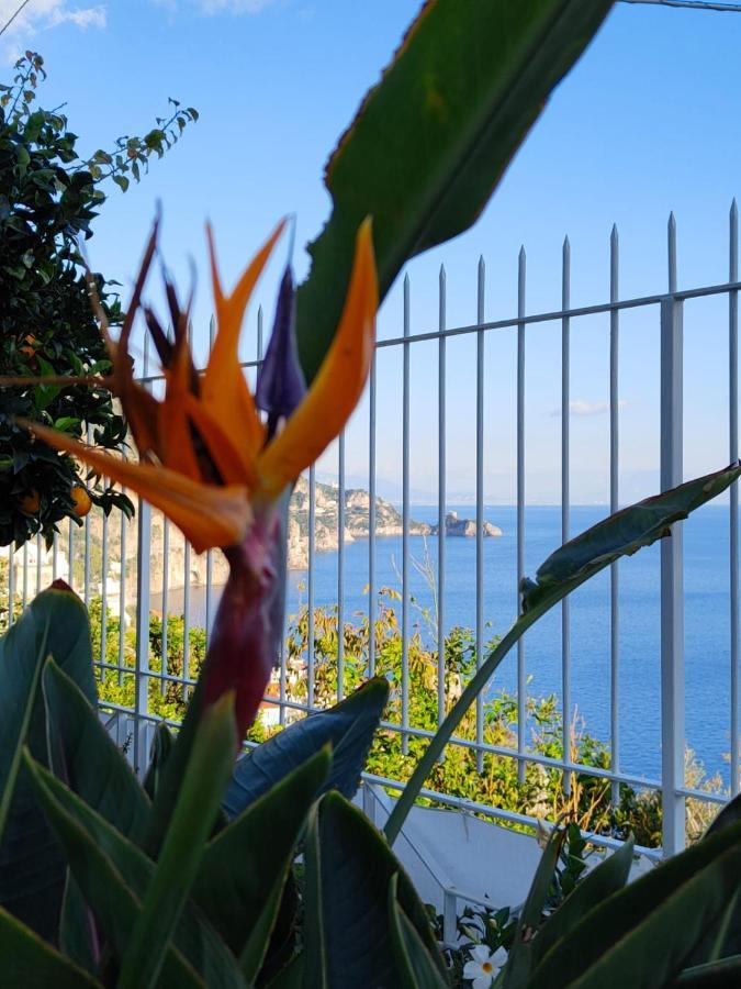 Villa Marunnella Praiano Extérieur photo